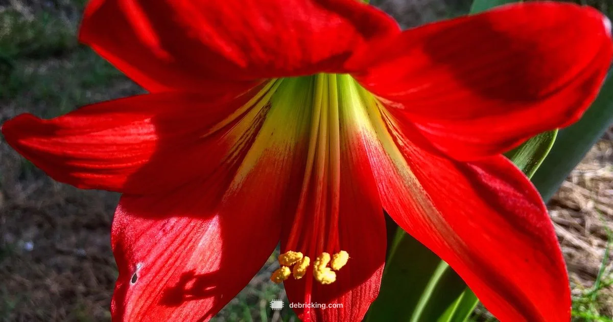 Firmware Update Guide - Debricking